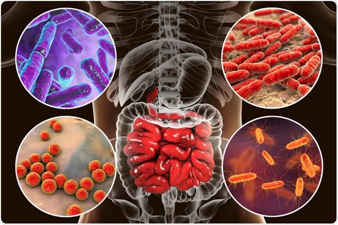 Flora intestinal ou microbiota
