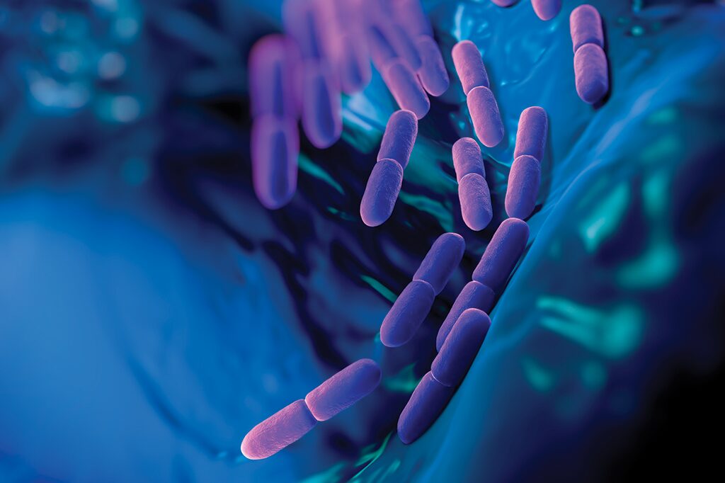 lactobacillus