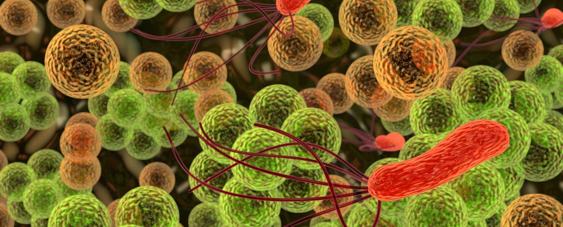 microbiota indígena