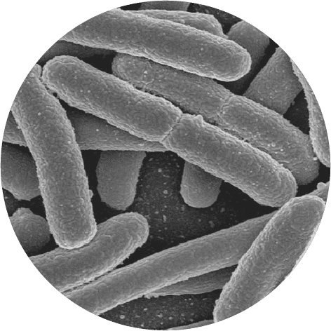 Lactobacillus acidophilus