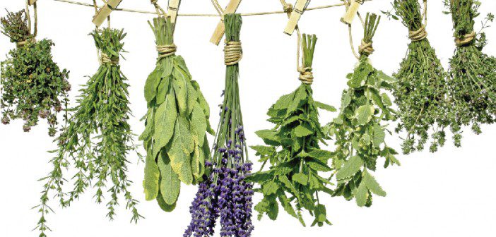 plantas medicinais