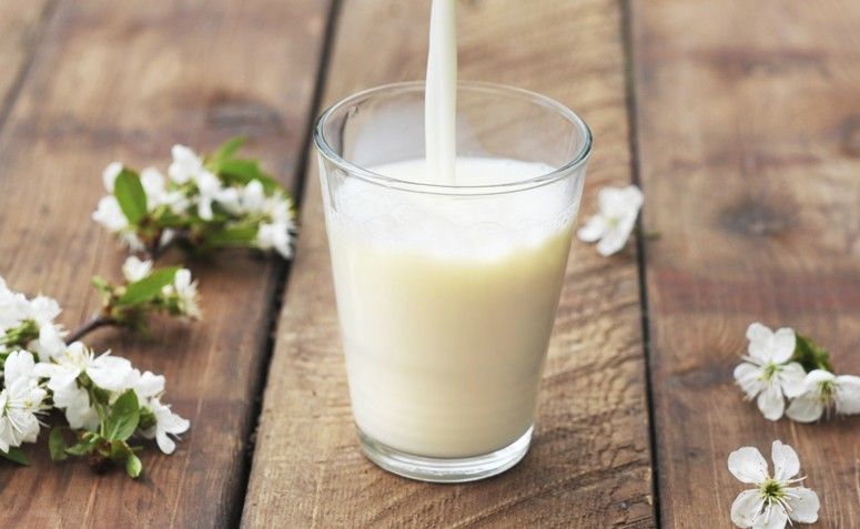 proteína do leite e probióticos